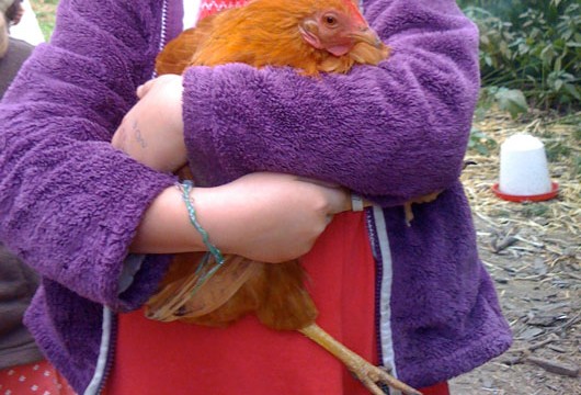 Armvogel