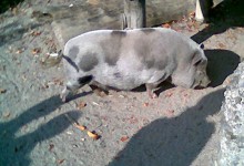 Grunz Grau
