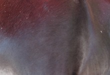Ponyreiten