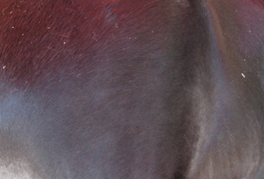 Ponyreiten