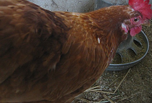 Schlammi