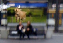 Kuh im Bahnhof