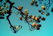 Magnolie