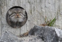 Manul