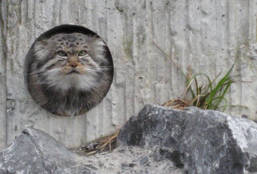 Manul