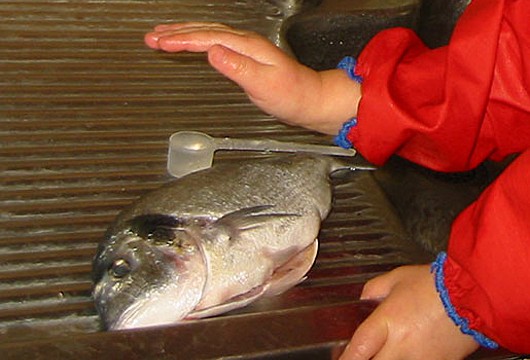 Dorade