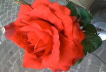Luzerner Rose