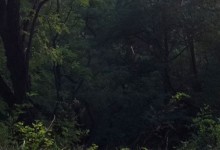 Brandenburger Wald