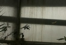 papillon
