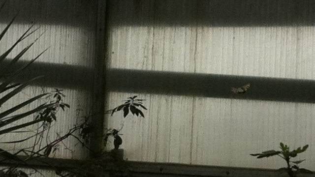 papillon