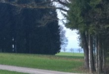 three trees