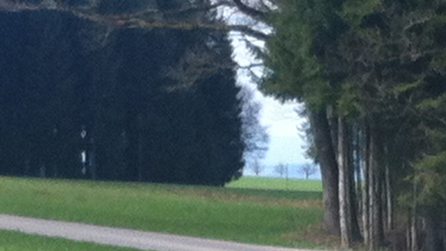 three trees