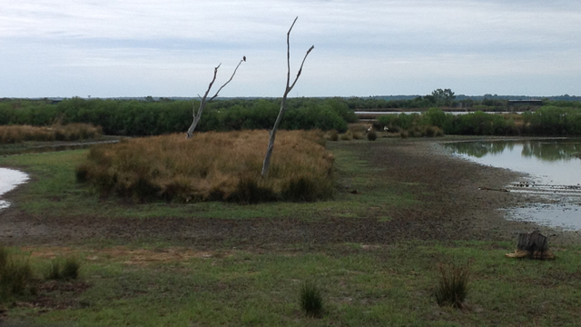 Delta de la Leyre