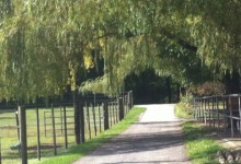 Orlando's home