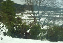 Maienschnee