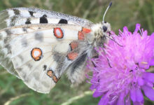 am Heinzenberg