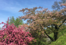 Der Rosengarten