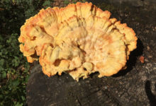 Dälhölzli