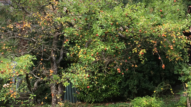 Der Apfelbaum