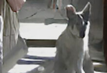 ai kangaroo dog