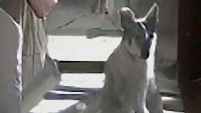 ai kangaroo dog