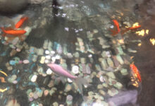 Baden
