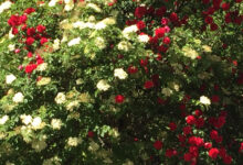 Rosen im Holunder
