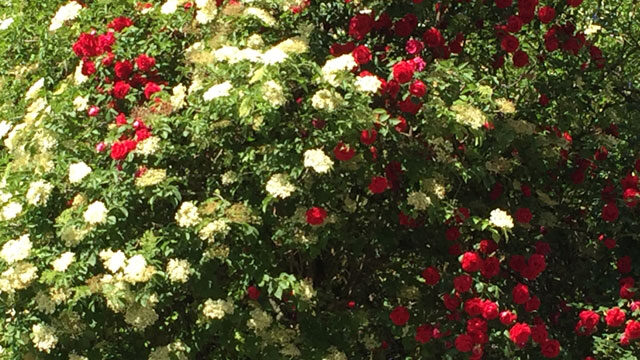Rosen im Holunder