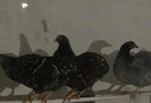 Neue Schatten