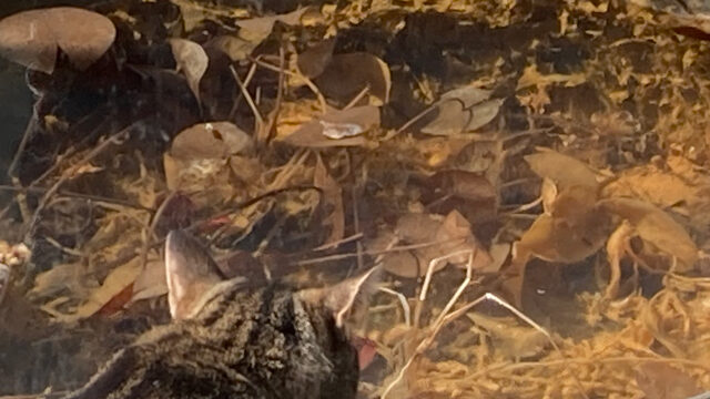 Katze am Teich