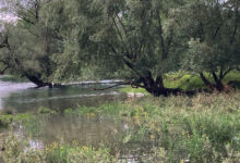 links Aare, rechts Limmat