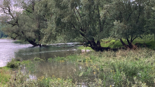 links Aare, rechts Limmat