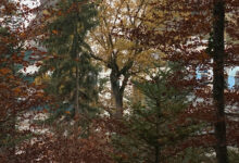 Insel