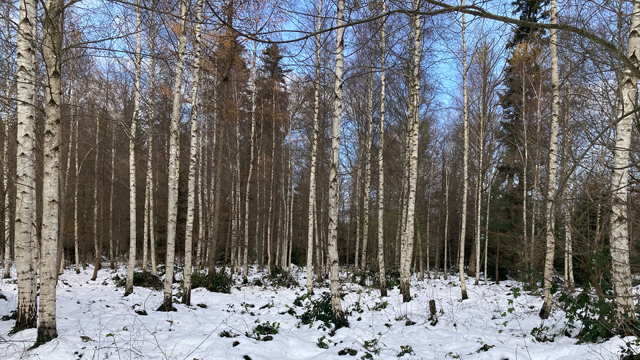 der Wald