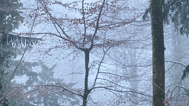 dem Nebel entweichen
