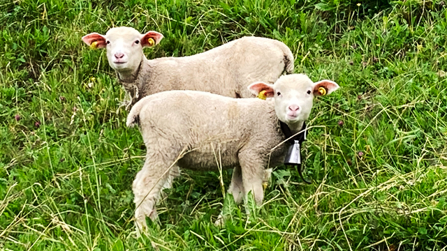 vorbeiwandern