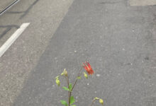 neue Mitbewohnerin