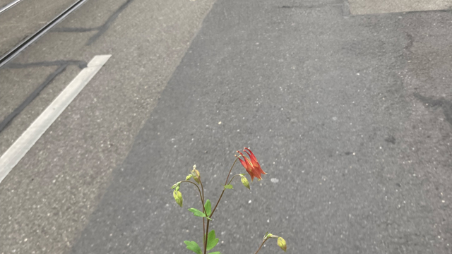 neue Mitbewohnerin